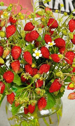 Земляника РУЯНА Зимостойкая! Устойчива к болезням и вредителям!