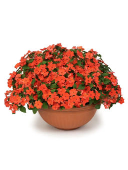 Бальзамин Уоллера крупноцветковый Оранж Краун - Партнер фото 4