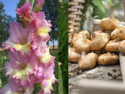 Гладиолус Vladivostok (Владивосток) 5 шт