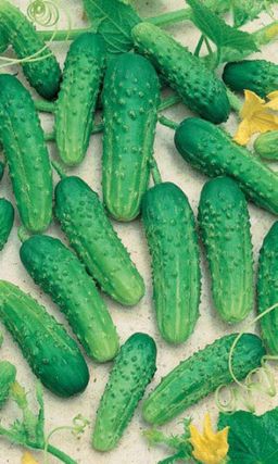 Огурец НОВЫЙ АЛАДДИН F1  Великолепный урожайный гибрид! Огурчики не желтеют и не перерастают!