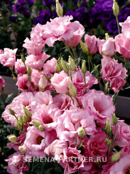 Эустома срезочная махровая розовая Мадам Джейн - Партнер фото 6