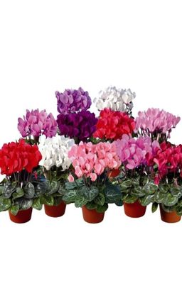 Цикламен КОРОЛЕВСКИЙ МИНИАТЮРНЫЙ Можно как горшечную культуру!