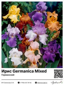 Ирис Germanica Mixed (Германский)