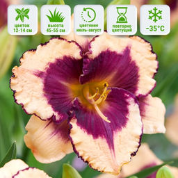 Лилейник Тропикал Сюрпрайз