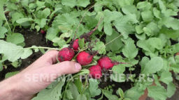 Редис Селеста - Партнер фото 8