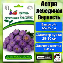Астра китайская Лебединая Верность - Партнер фото 2