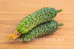 Огурец партенокарпический Бинго - Партнер фото 7