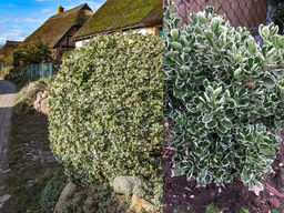 Бересклет японский Кэти