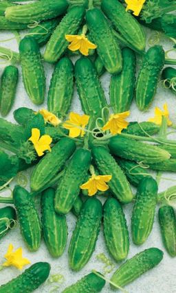 Огурец НАДЁЖНЫЙ Название говорит само за себя! Раннеспелый! С гарантированной урожайностью! Не болеет!