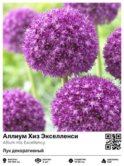 Аллиум Хиз Экселленси (Лук декоративный)