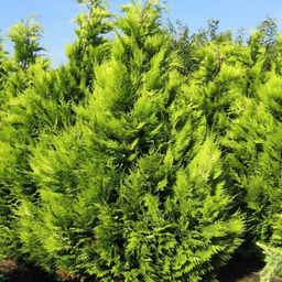 Кипарисовик Лавсона Ивонне