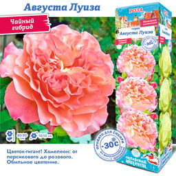 Роза Августа Луиза (Чайно-гибридная) 1шт