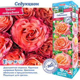 Роза Седукцион (Чайно-гибридная) 1шт