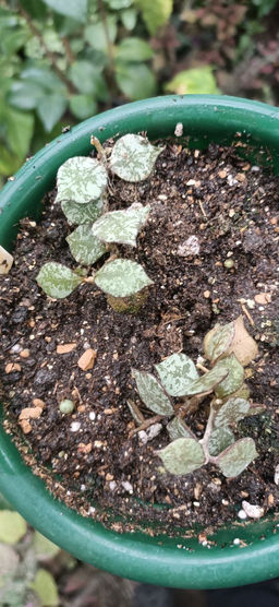 Хойя Куртиси