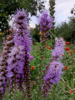 Лиатрис колосковидный (Spicata)