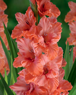 ГЛАДИОЛУС Корал Краш Разбор 10/12 Кол-во упак., шт 8