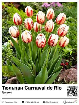 Тюльпан Carnaval de Rio (Триумф)