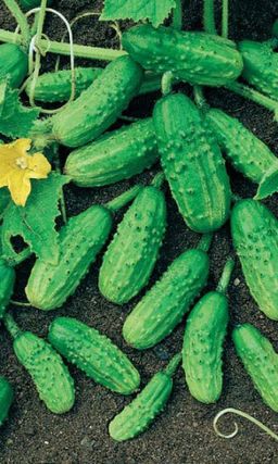 Огурец МОНАСТЫРСКИЙ Один из лучших сортов для приготовления малосольных огурчиков и засола!