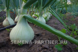 Лук репчатый Эксибишен - Партнер фото 7