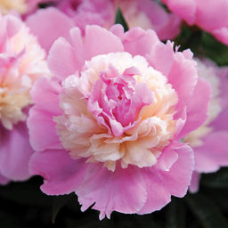 Пион Sorbet - Голландские луковицы фото 4