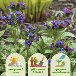 Медуница Смоки Блу