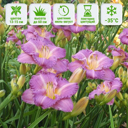 Лилейник Энтрапмент