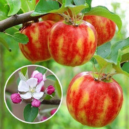 Яблоня Карнавал обыкновенная (саженец с этикеткой) 1шт