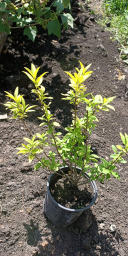 Бирючина аурея (3-летняя) - 1000корней фото 2