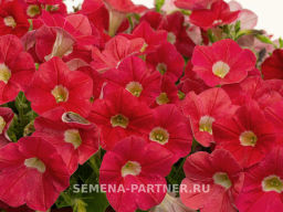 Петуния Зацветёт Middl Корал Кисс полуампельная - Партнер фото 4