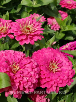 Цинния георгиновидная Сочные тропики Примавера - Партнер фото 4