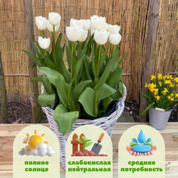 Тюльпан Роял Вирджин