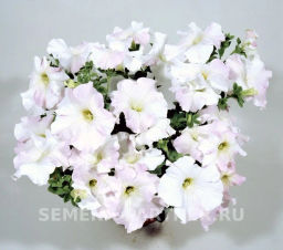 Петуния Ма Шери Гретта полуампельная жемчужно-белая - Партнер фото 5