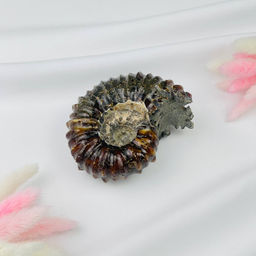 Аммонит - Радуга самоцветов фото 3