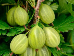 Крыжовник Шалун бесшипный