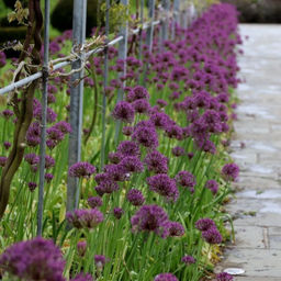 Лук декоративный Перпл Рейн 5шт