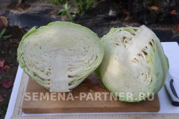 Капуста белокочанная среднепоздняя Агрессор - Партнер фото 5