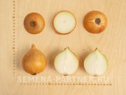 Лук репчатый Универсо - Партнер фото 7