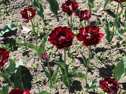 Тюльпан Antraciet (Антрацит) - Долина роз фото 5