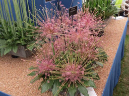 Allium Schubertii (Лук декоративный Шуберт)