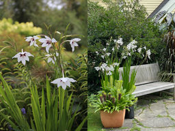 Acidanthera Murielae (Ацидантера Мюриэл) 10шт - Долина роз фото 5