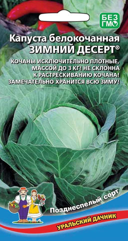 Капуста ЗИМНИЙ ДЕСЕРТ  Кочаны исключительно плотные, массой до 3 кг! Не склонна к растрескиванию кочана! Замечательно хранится всю зиму!