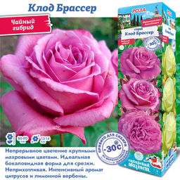 Роза Клод Брассер (Чайно-гибридная) 1шт
