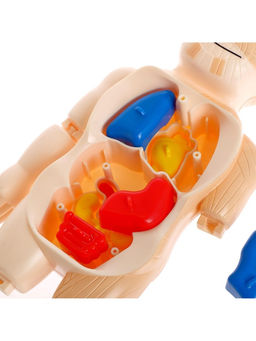 Набор для опытов Мое удивительное тело - Эврики фото 15