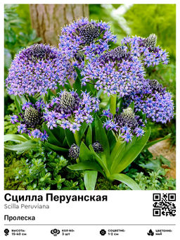 Сцилла Перуанская (Пролеска)
