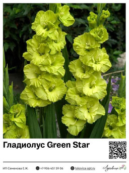 Гладиолус Green Star