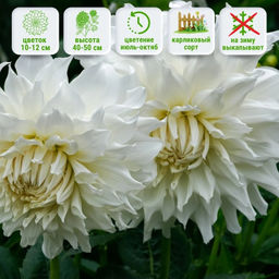 Георгина Аспен бордюрная