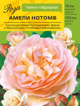 Роза Амели Нотомб (Чайно-гибридная) С ЦВ.НАКЛЕЙКОЙ 1шт