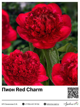 Пион Red Charm