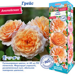 Роза Грейс (Английская) 1шт
