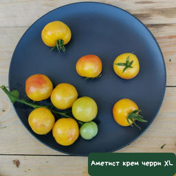 Аметист крем черри XL